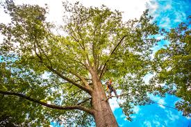 Best Grass Overseeding  in Biltmore Forest, NC