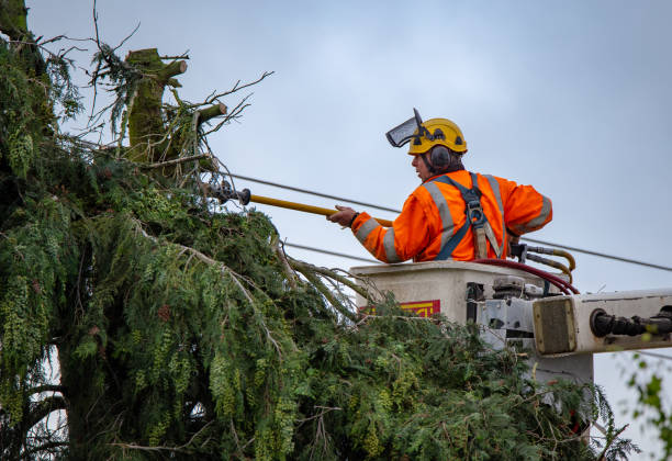 Best Emergency Tree Removal  in Biltmore Forest, NC