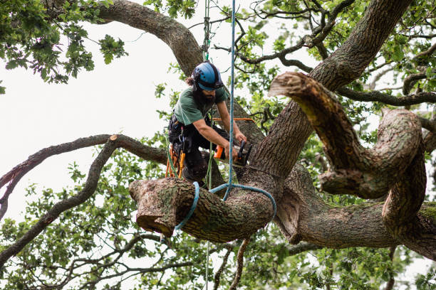 Best Seasonal Cleanup (Spring/Fall)  in Biltmore Forest, NC