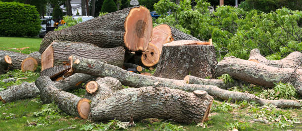 Best Tree Preservation Services  in Biltmore Forest, NC