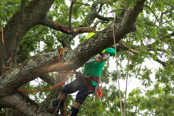 Best Hedge Trimming  in Biltmore Forest, NC