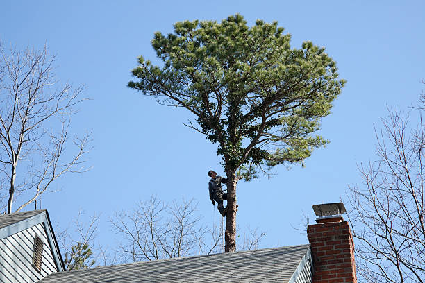 Trusted Biltmore Forest, NC Tree Services Experts