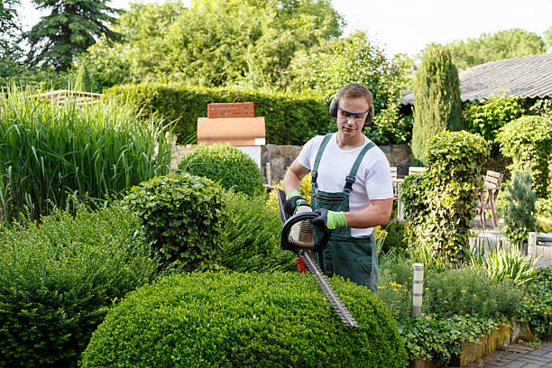 Best Tree Disease Treatment  in Biltmore Forest, NC