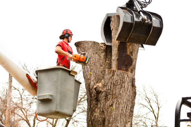 Best Leaf Removal  in Biltmore Forest, NC